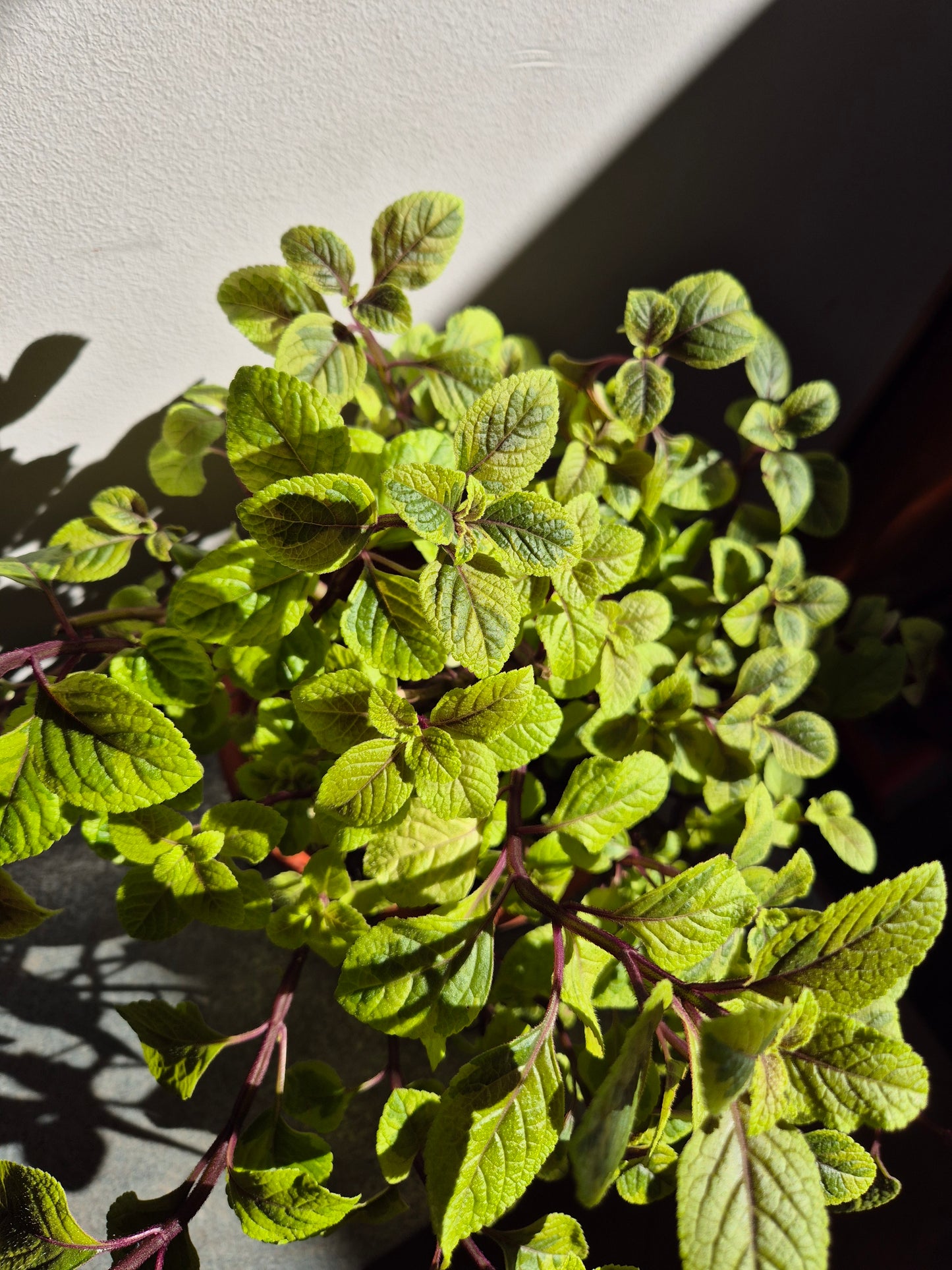 Dolar Amarillo (maceta bowl)