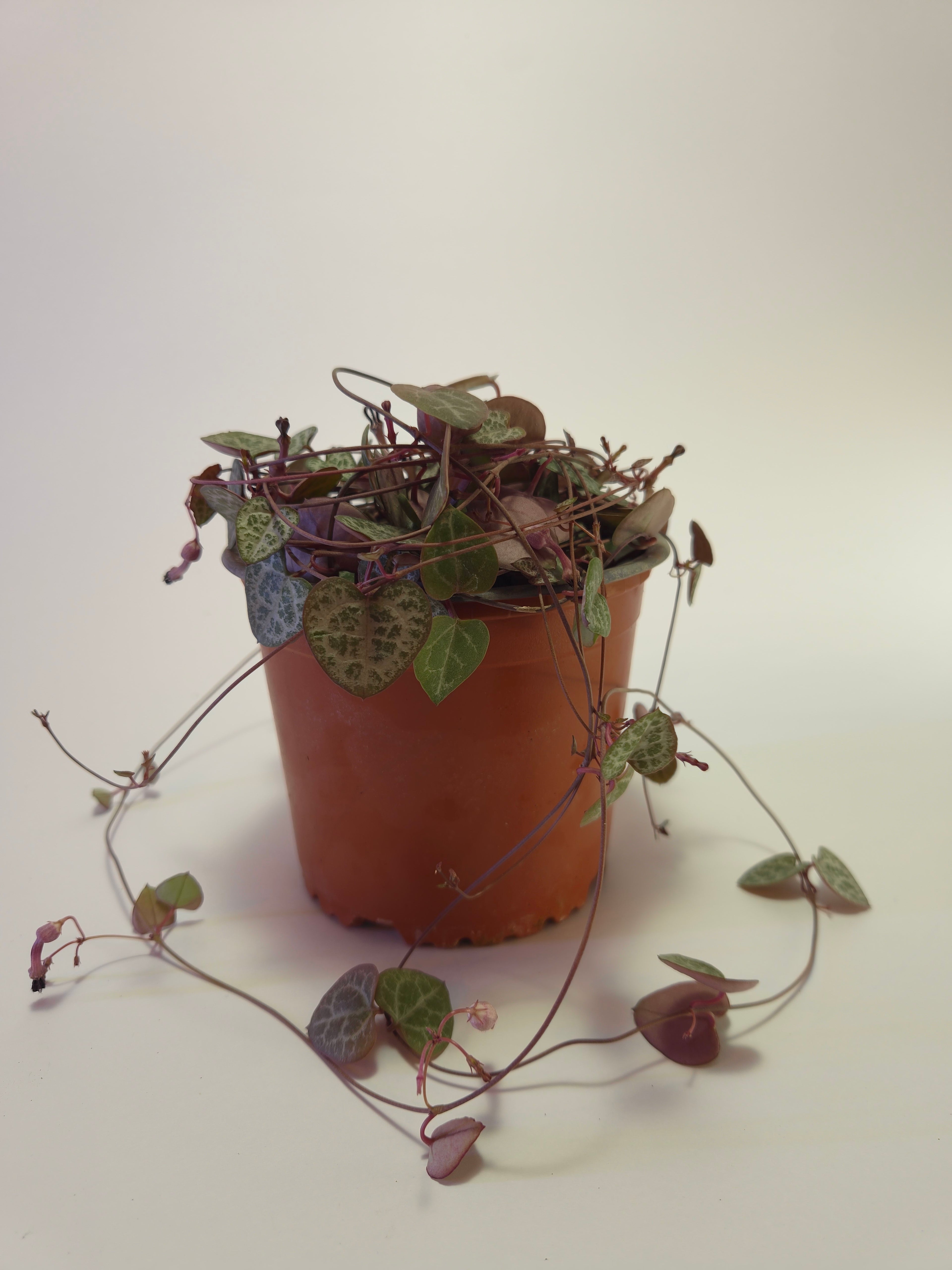 Ceropegia woodii