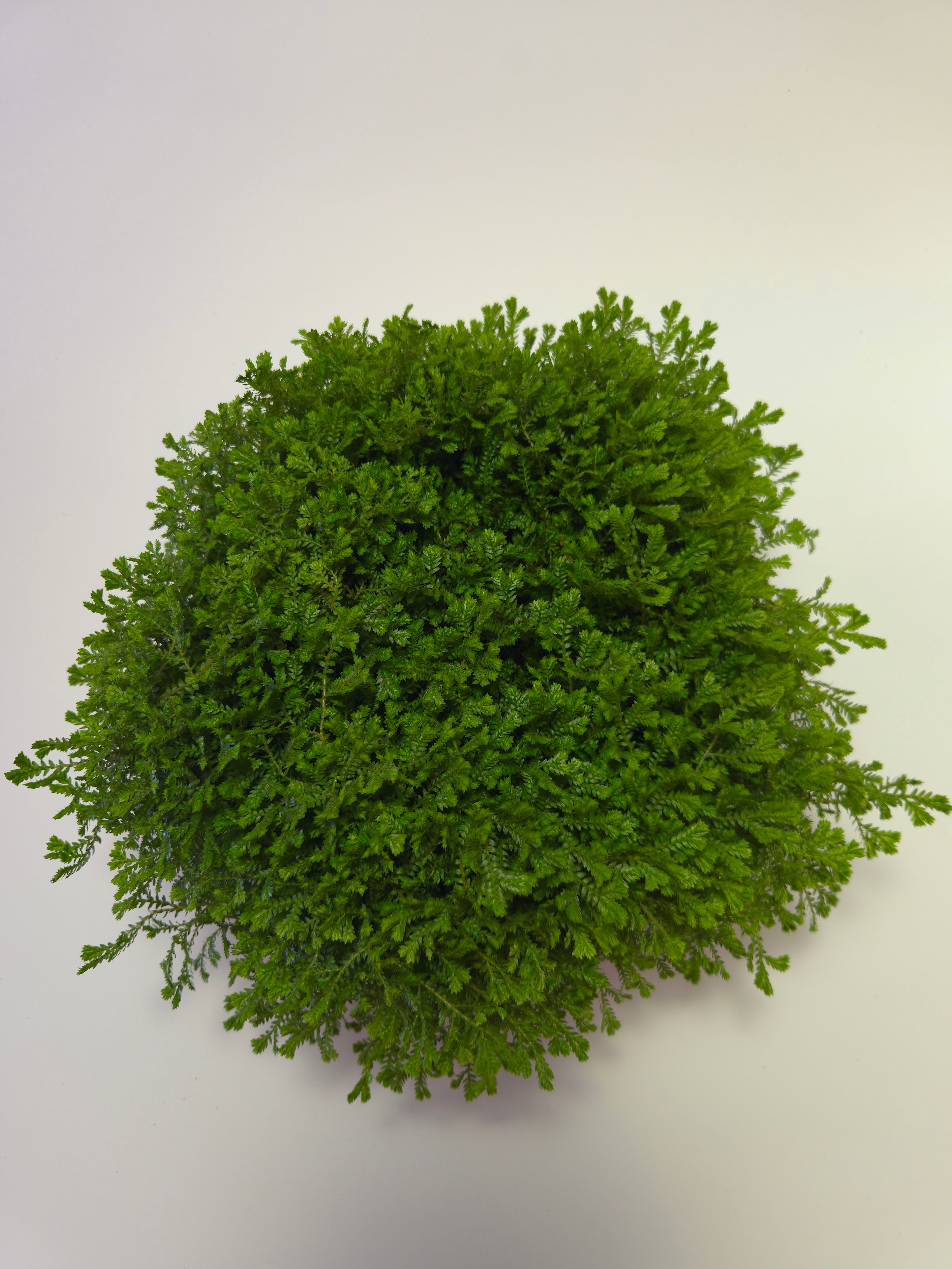 Helecho Selaginella