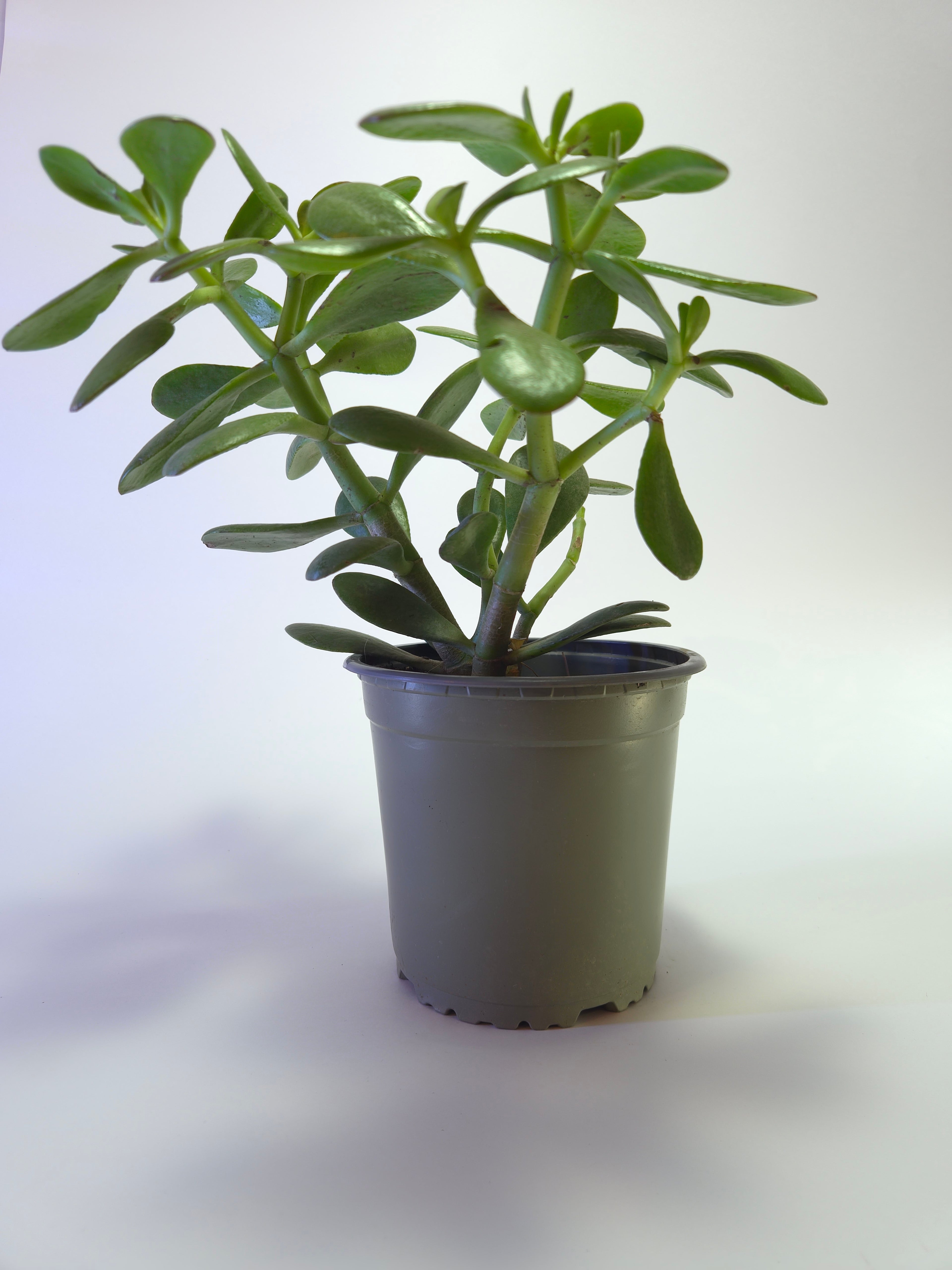 Árbol de jade
