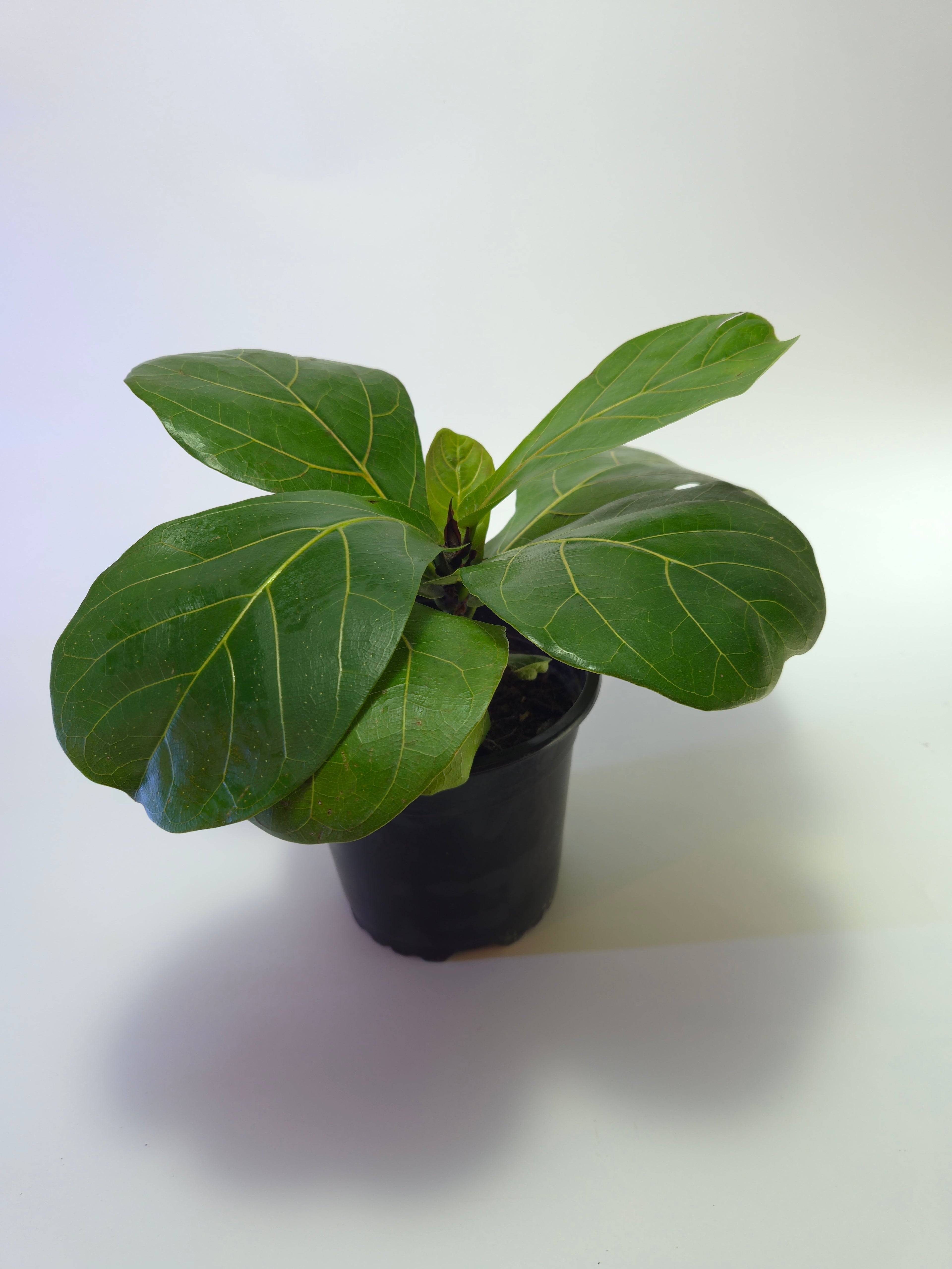 Ficus lyrata