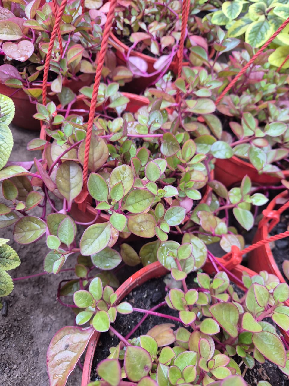 Dolar Chaucha maceta Bowl