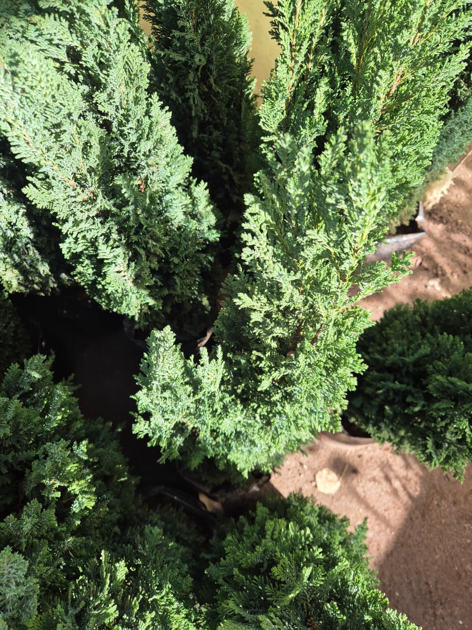 Pino ellwoodii grande