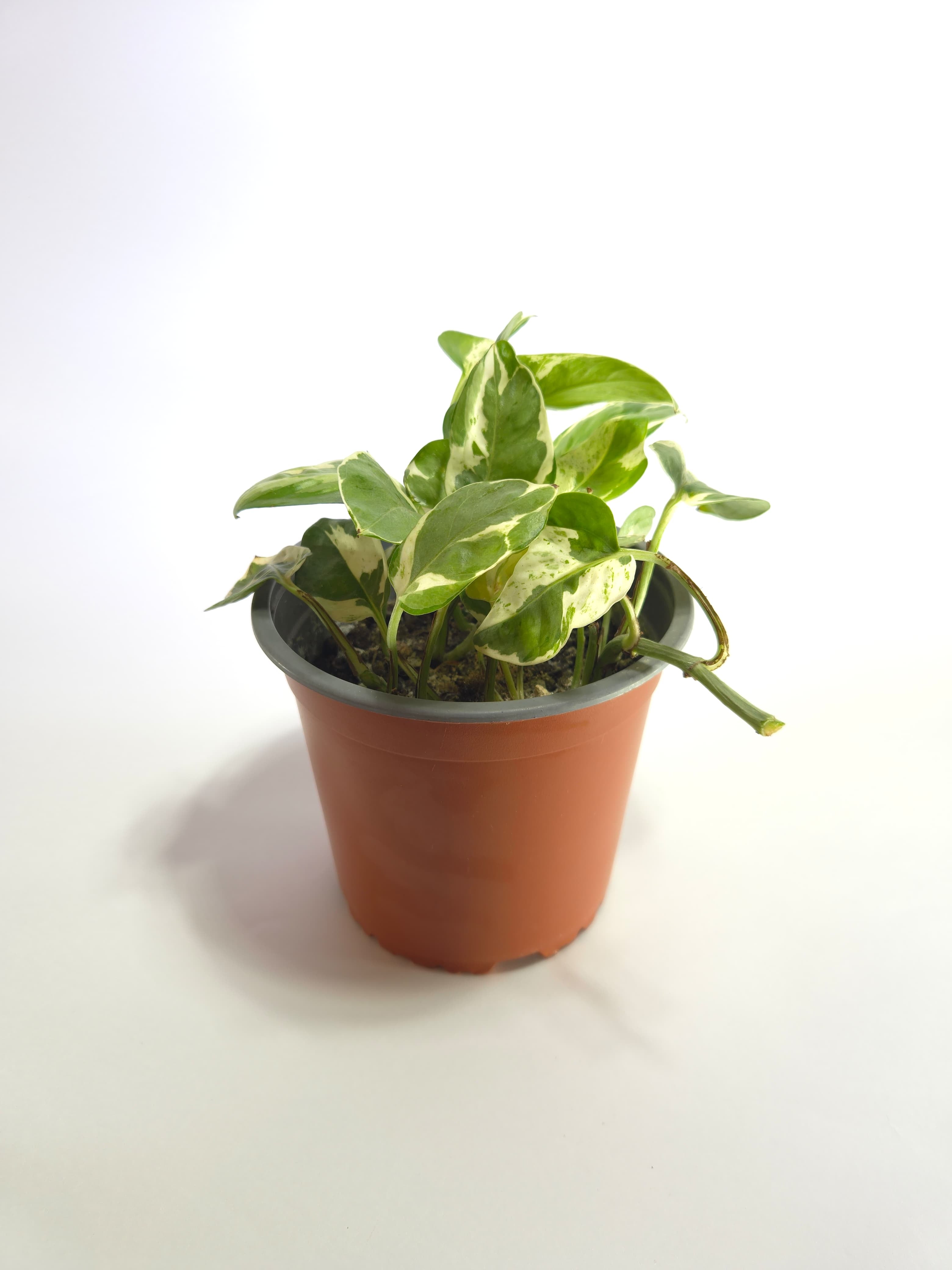 Pothos N'Joy