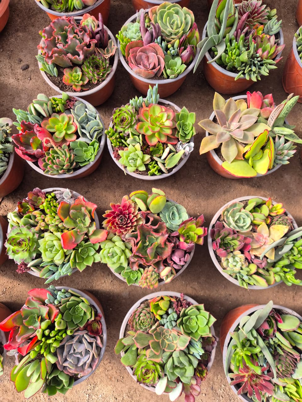 Suculenta MIx maceta paila