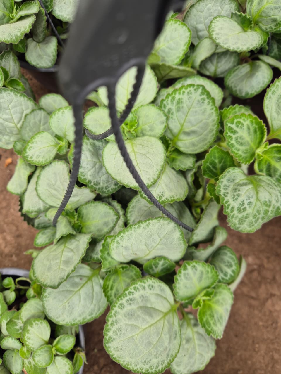 Dolar blanco maceta bowl