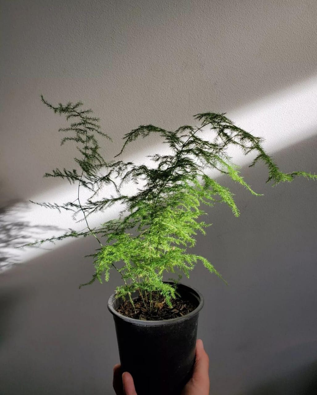 Helecho Plumoso (Asparagus setaceus)