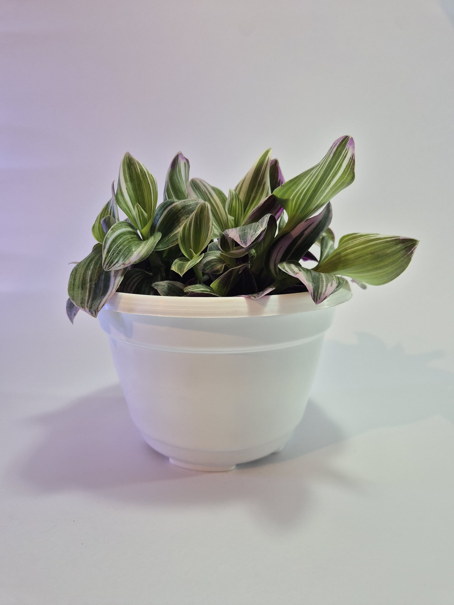 Tradescantia Nanouk bowl