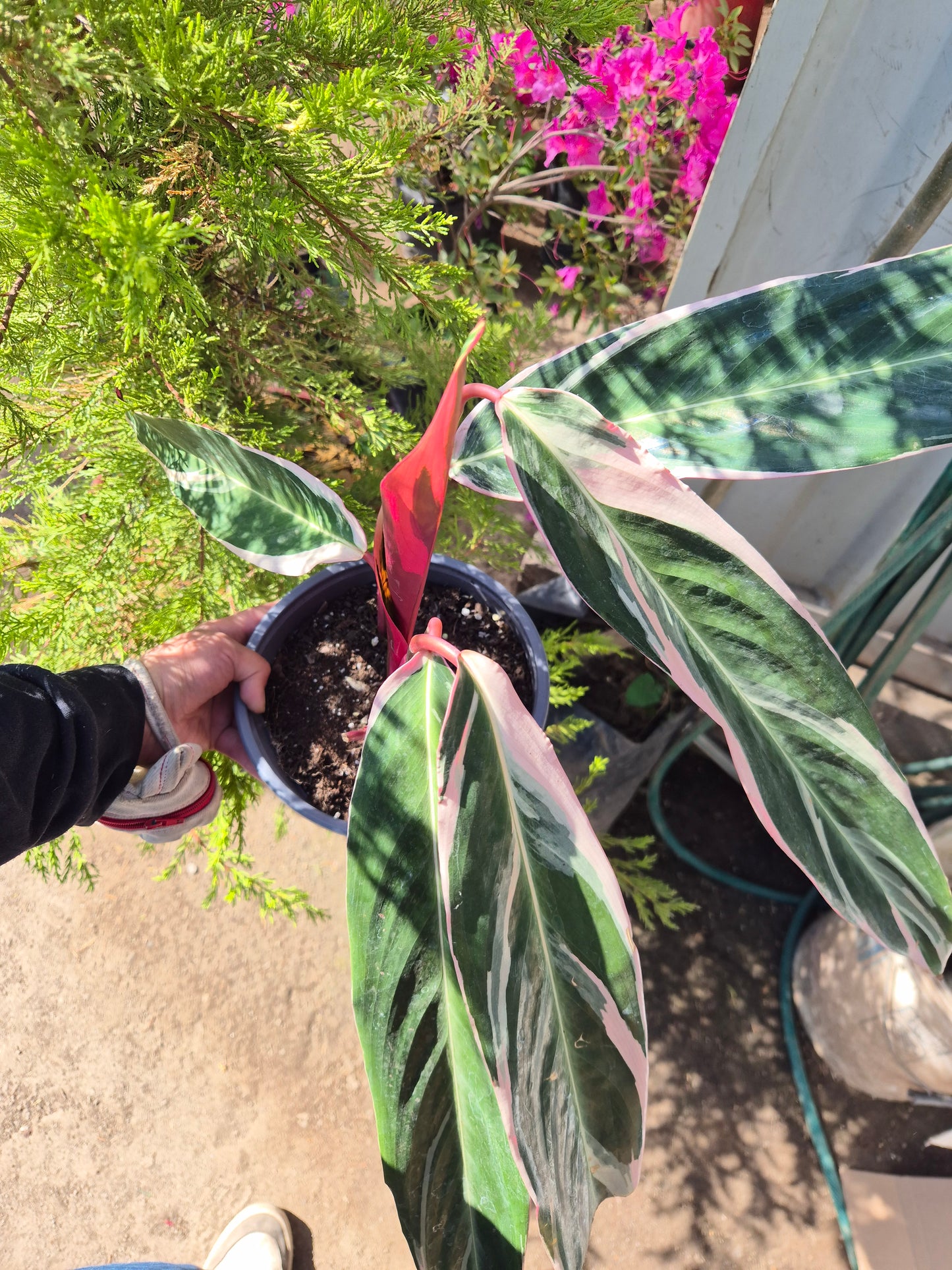 Calathea Triostar XL