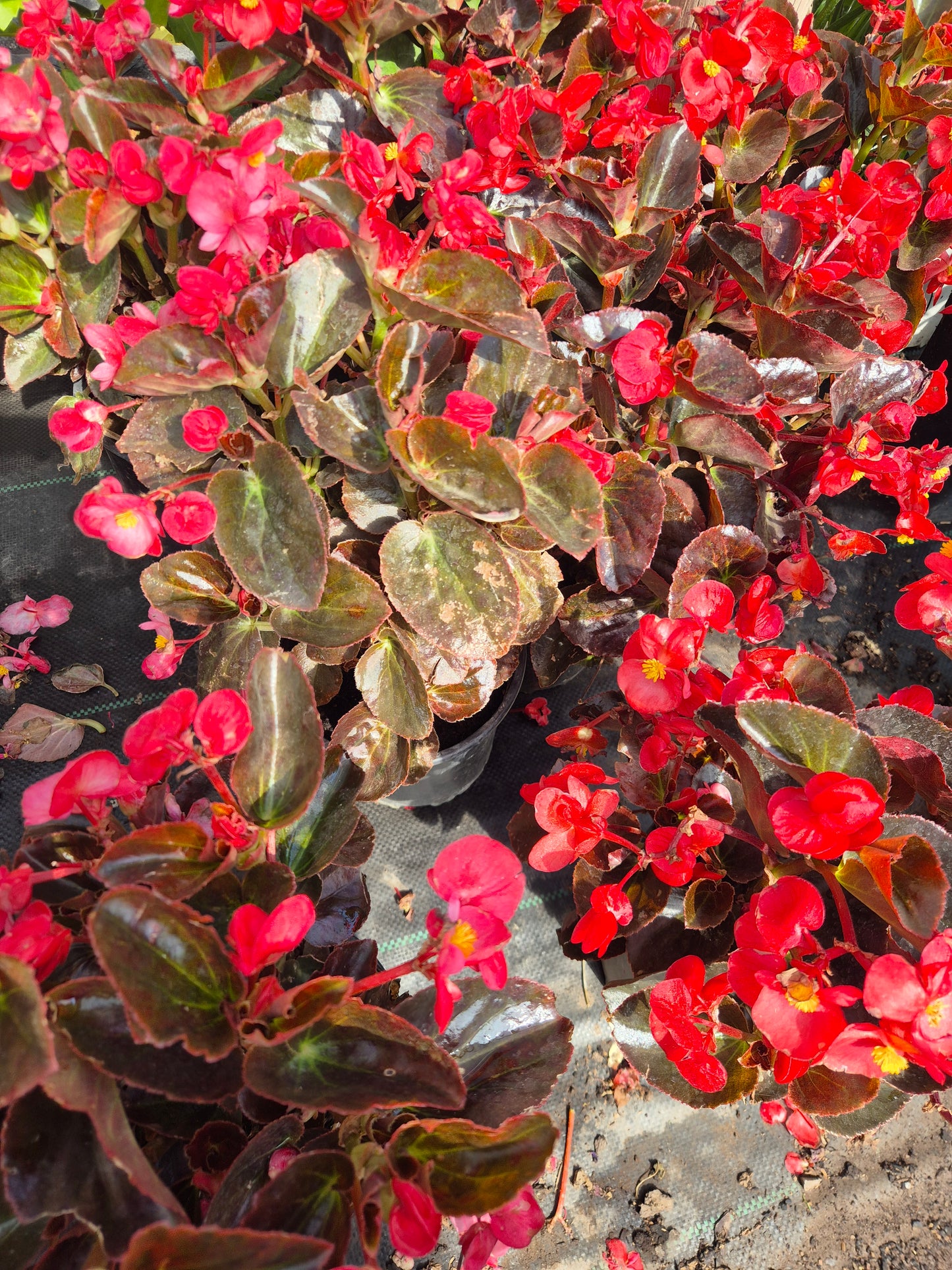 Begonia Dragon wing L