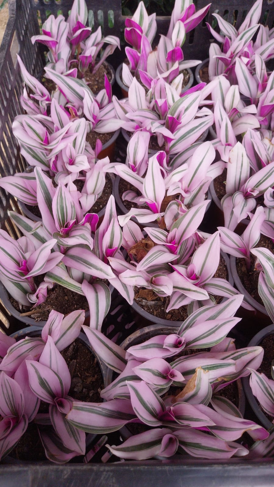 Tradescantia nanouk maceta pequeña