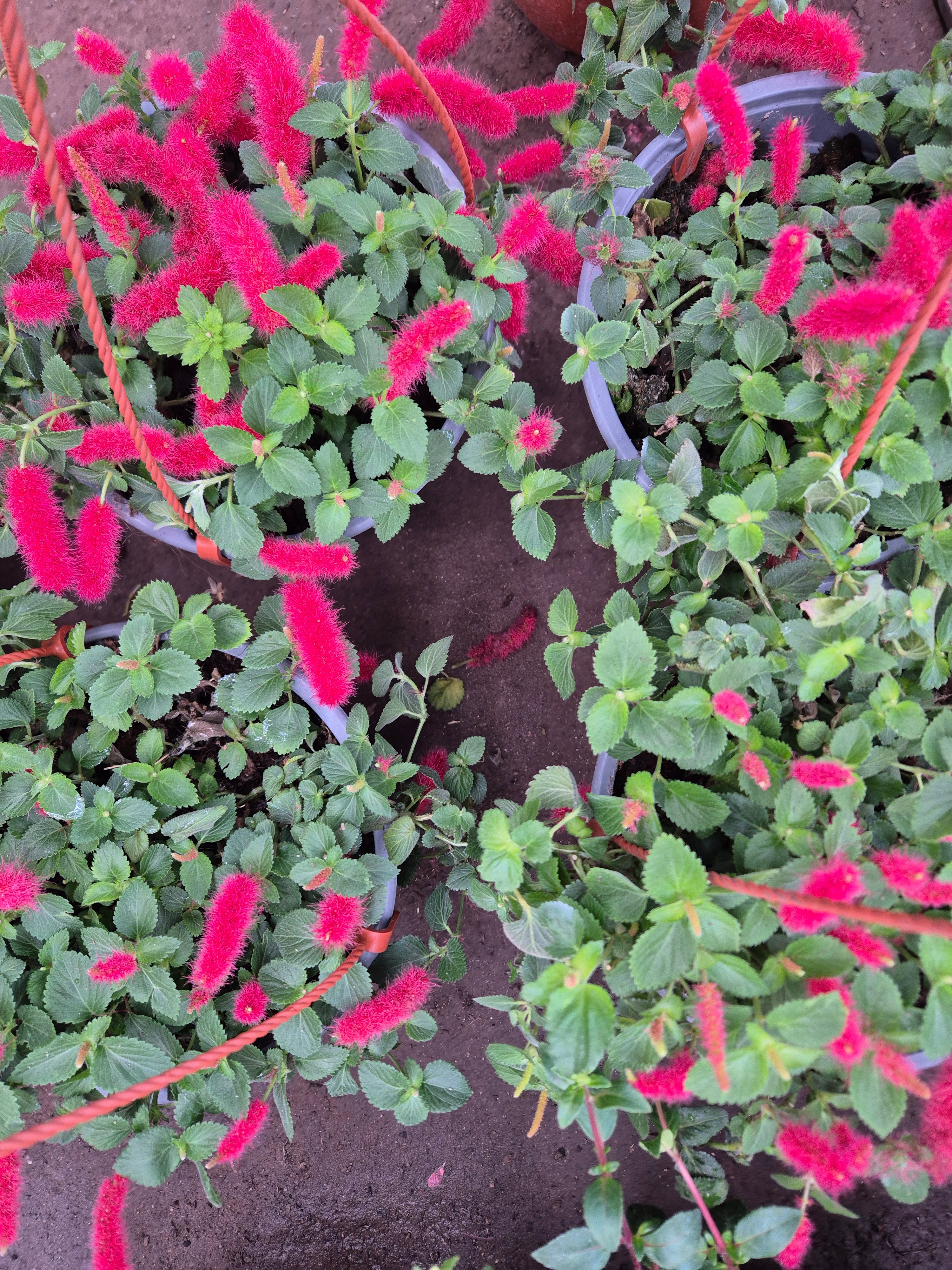 Acalypha hispida (cola de gato