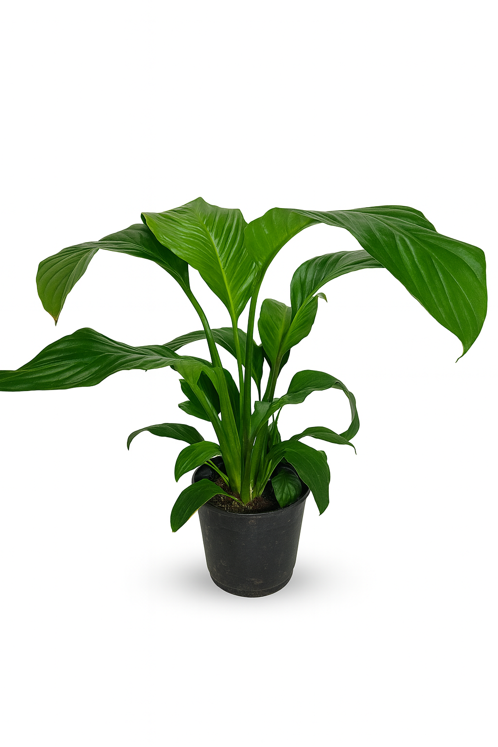 Spatifilium - Cuna de Moisés L