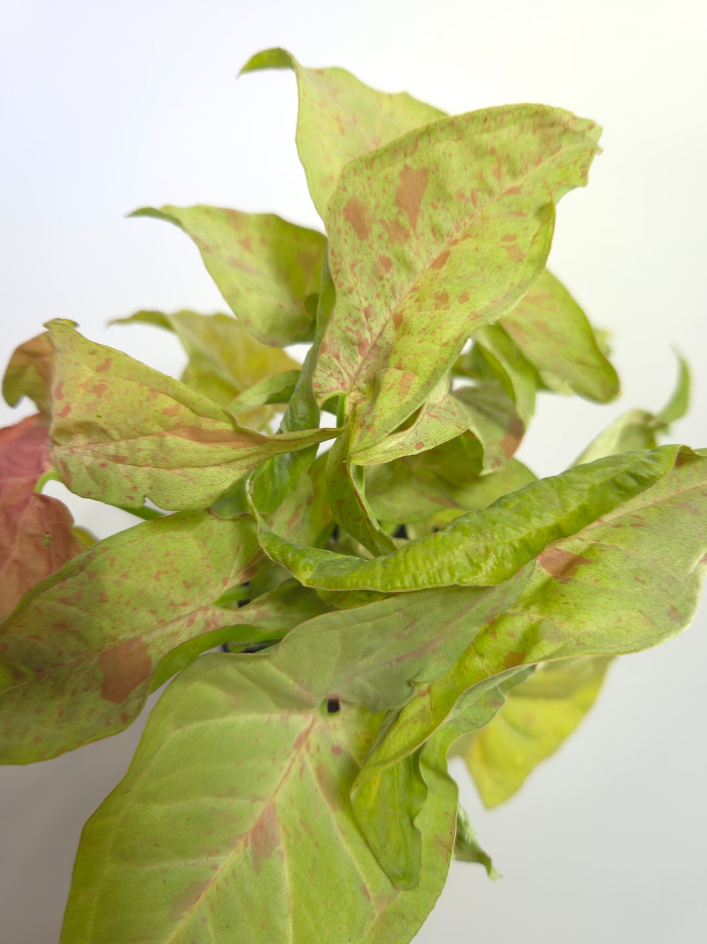 Singonio Confetti grande