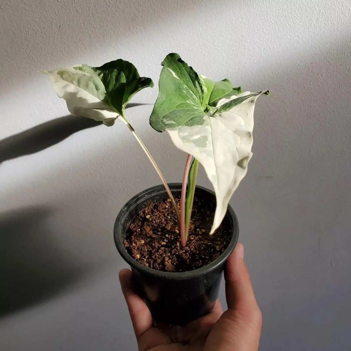 Singonio Variegado (Syngonium podophyllum variegata)