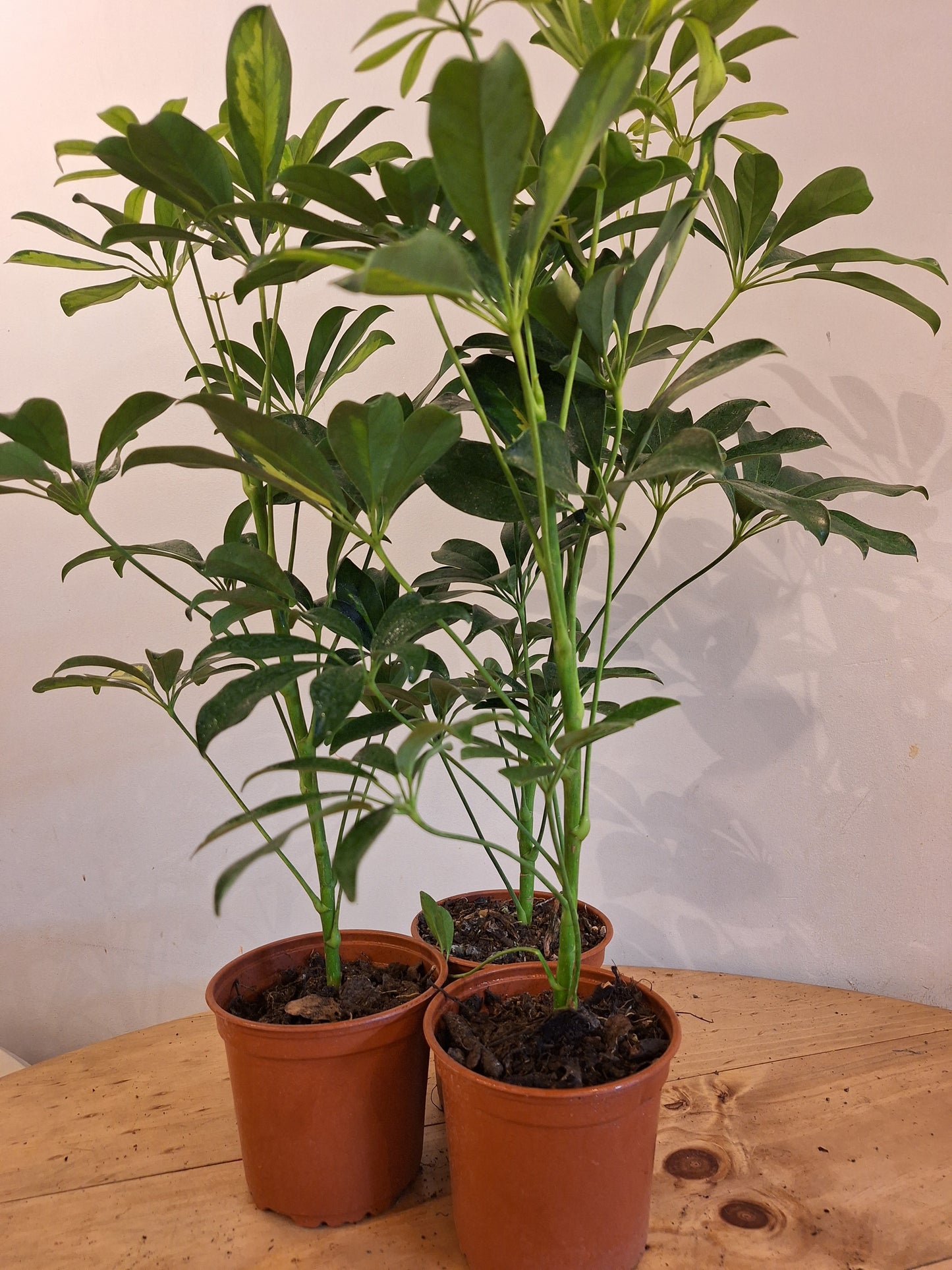 Schefflera