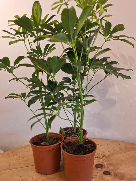 Schefflera