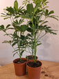 Schefflera