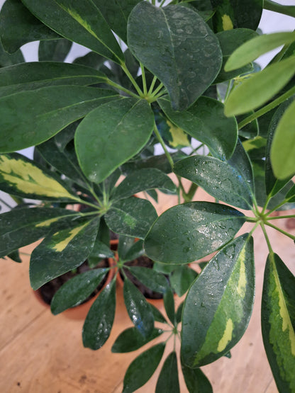 Schefflera