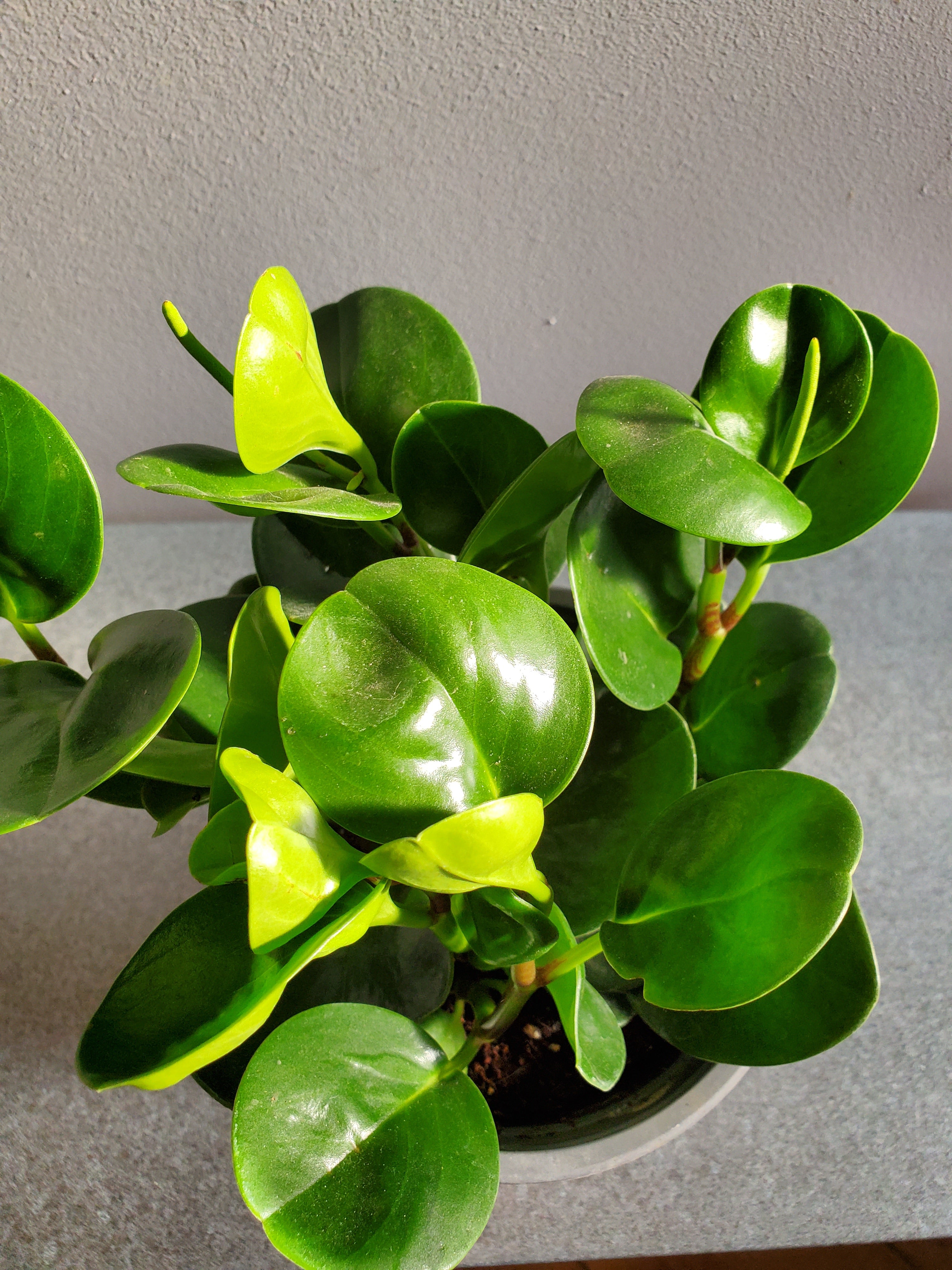 Peperomia Obtusifolia