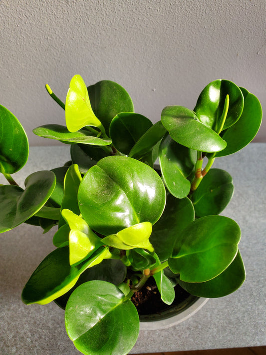 Peperomia Obtusifolia
