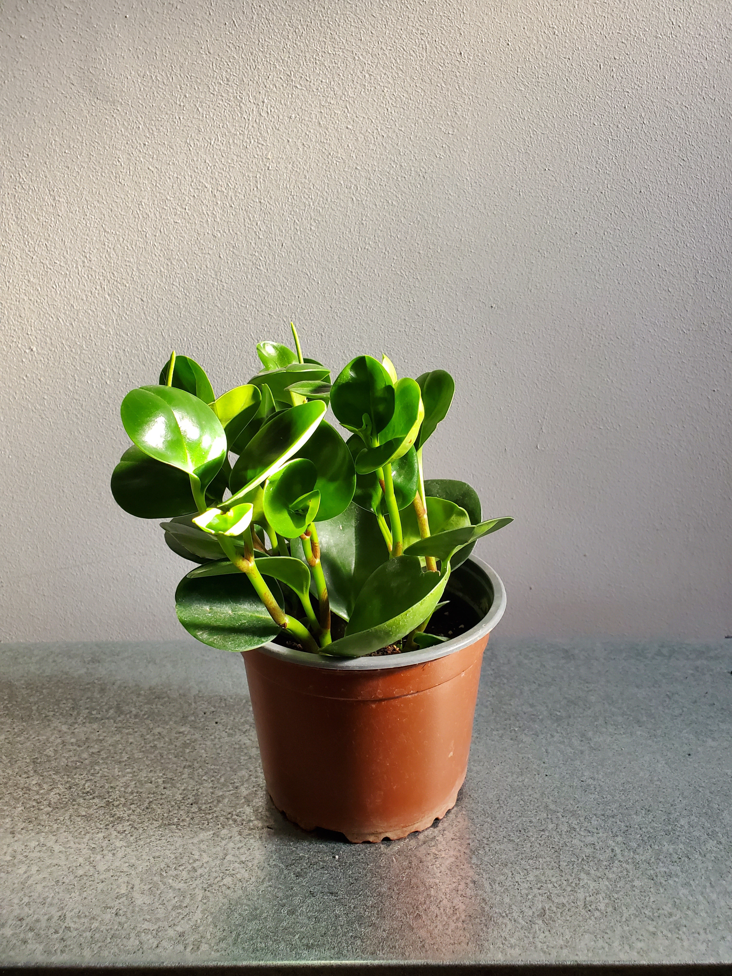 Peperomia Obtusifolia