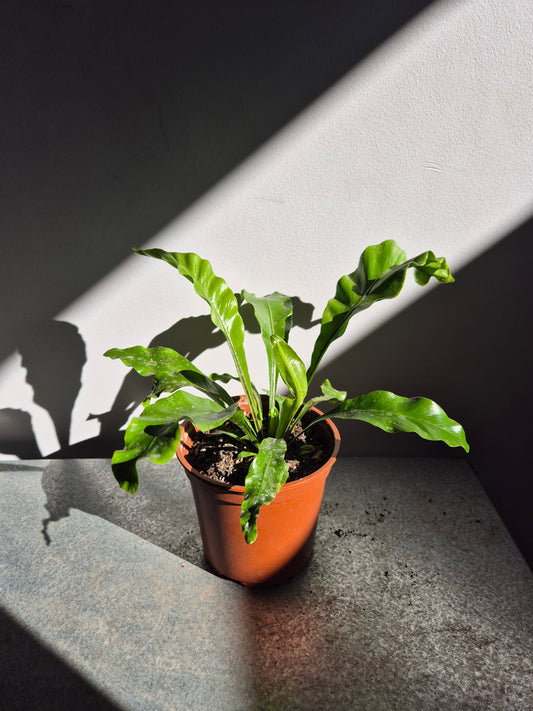 Helecho Asplenium (Nido De Ave)