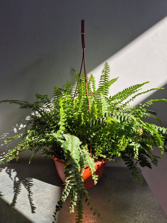 Helecho Californiano (bowl colgante)