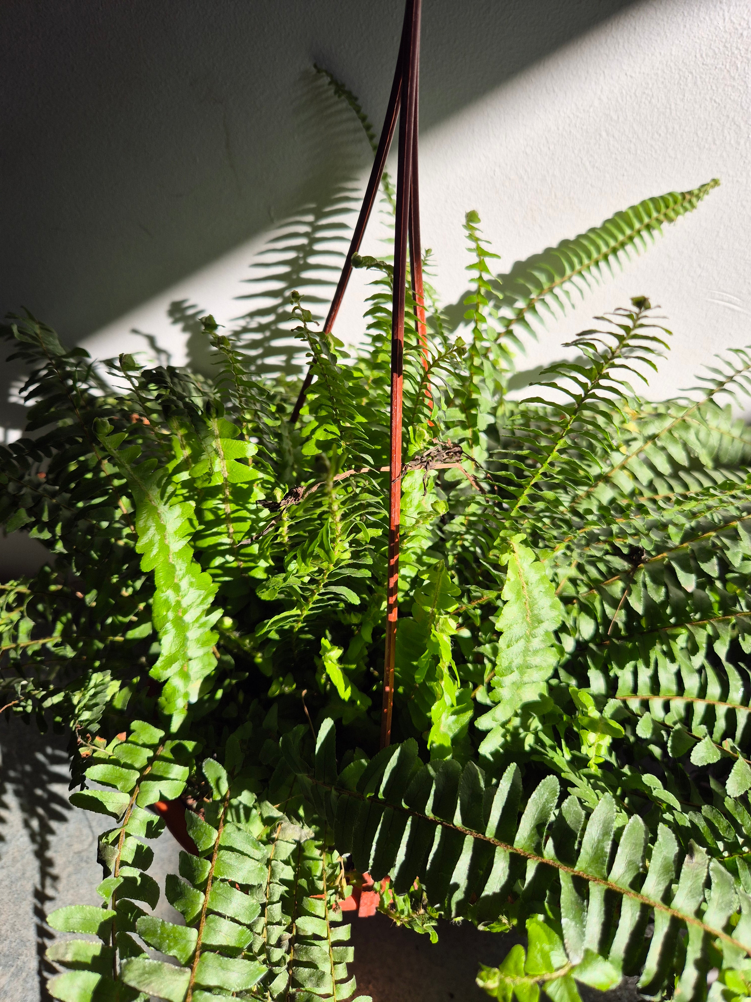 Helecho Californiano (bowl colgante)