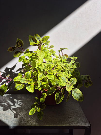 Dolar Amarillo (maceta bowl)