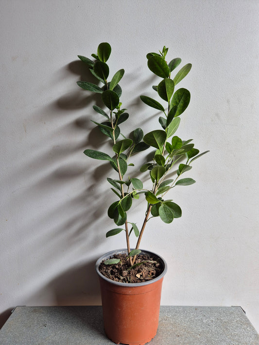 Ficus Moclame M