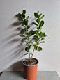 Ficus Moclame M