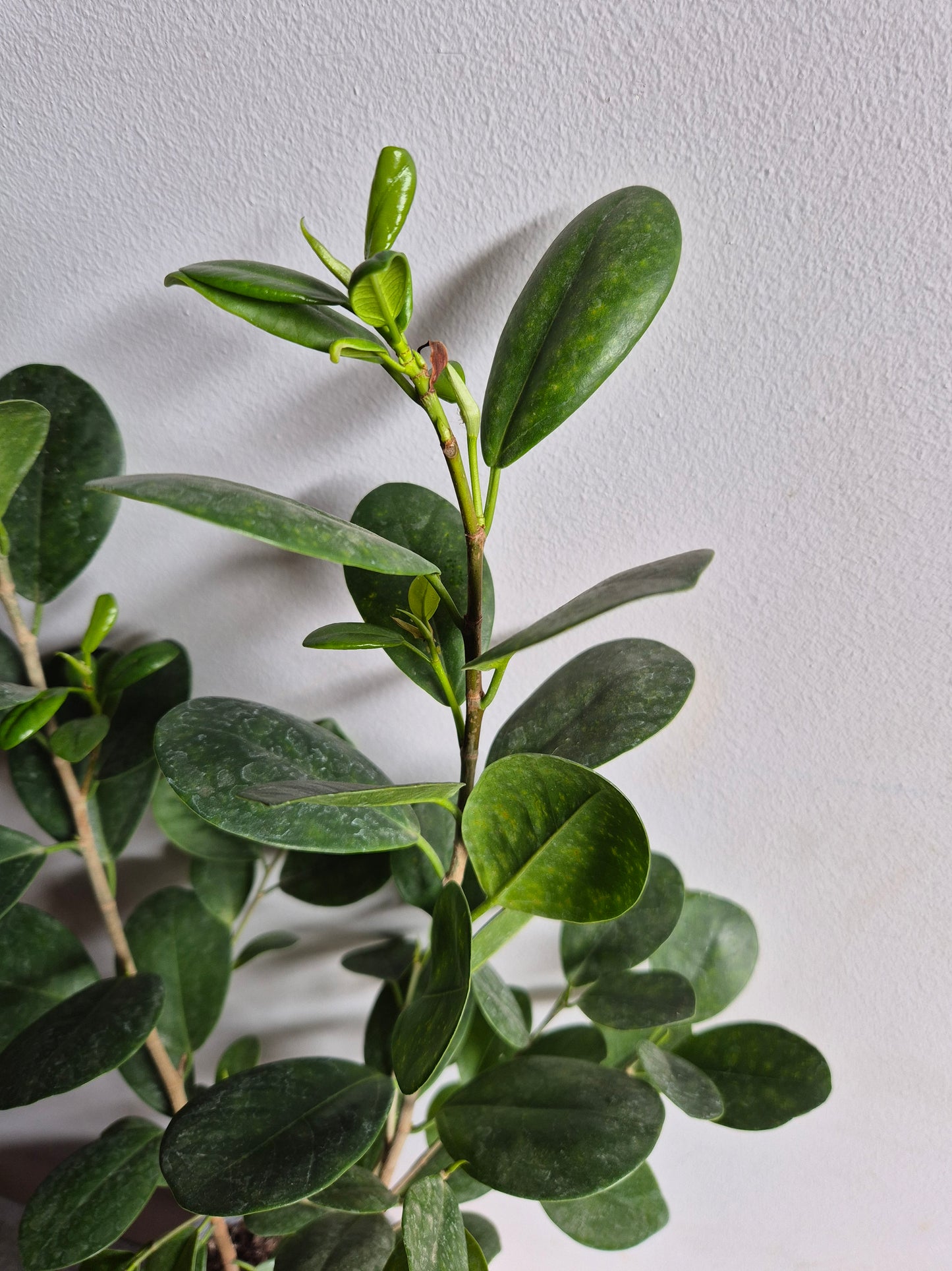 Ficus Moclame M