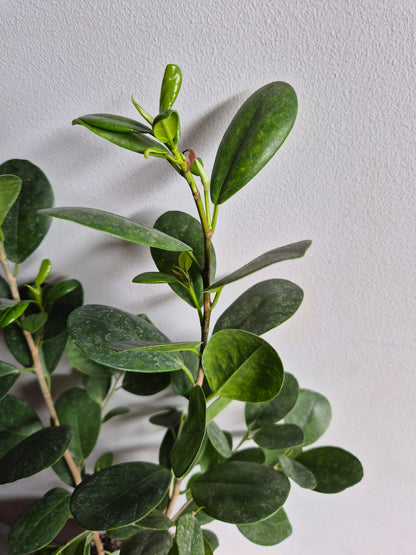 Ficus Moclame M