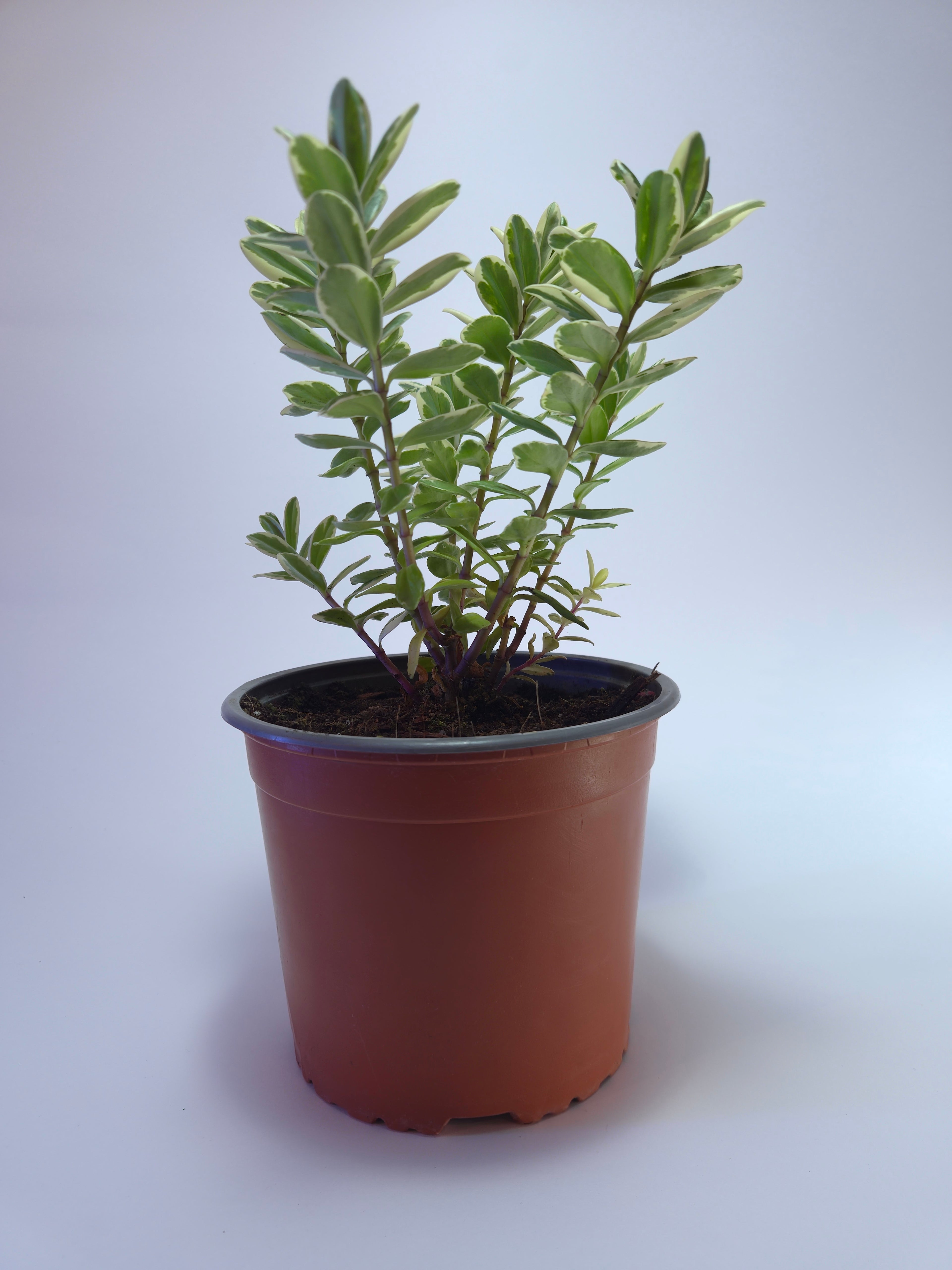 Veronica Variegada