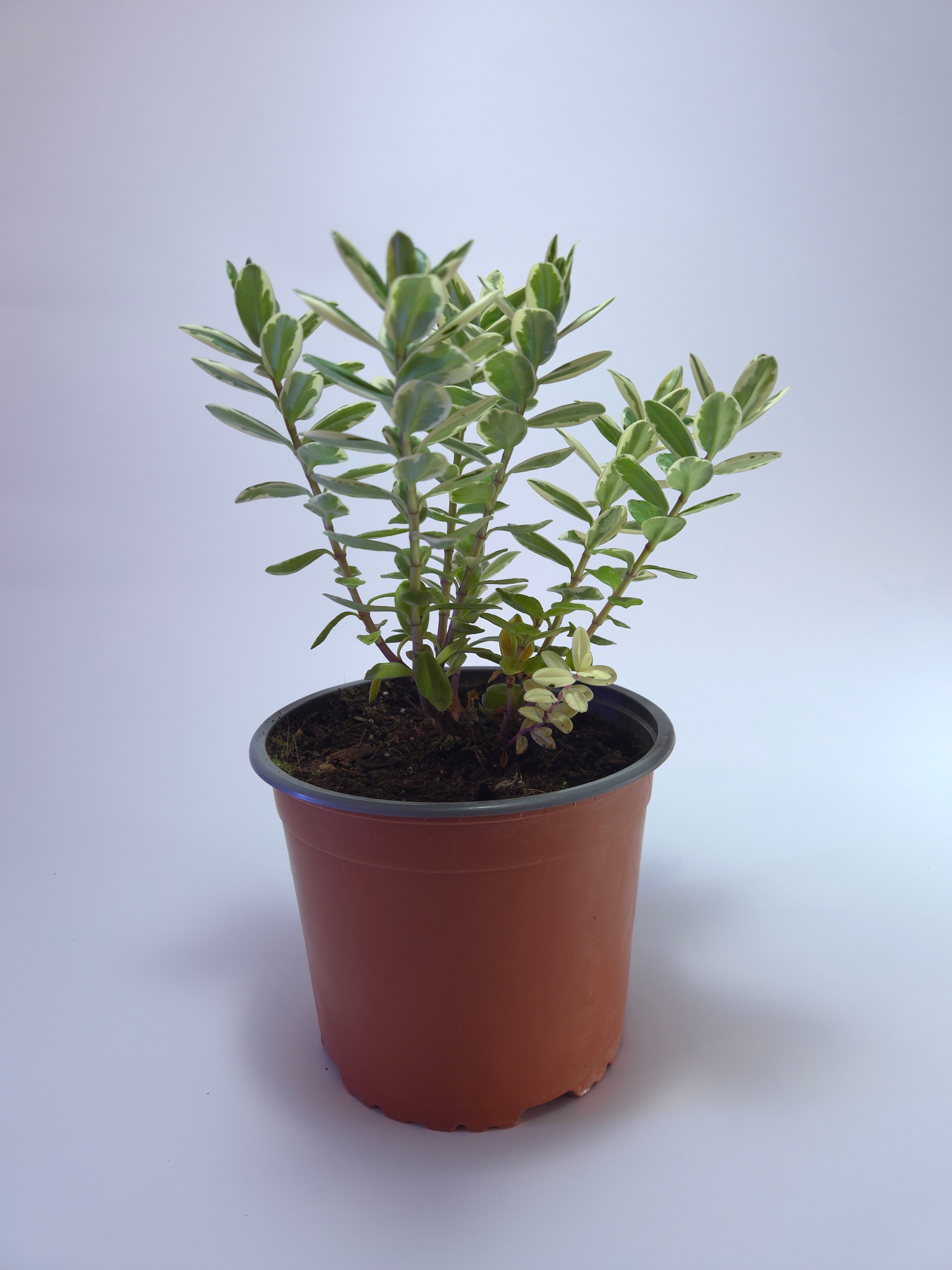 Veronica Variegada