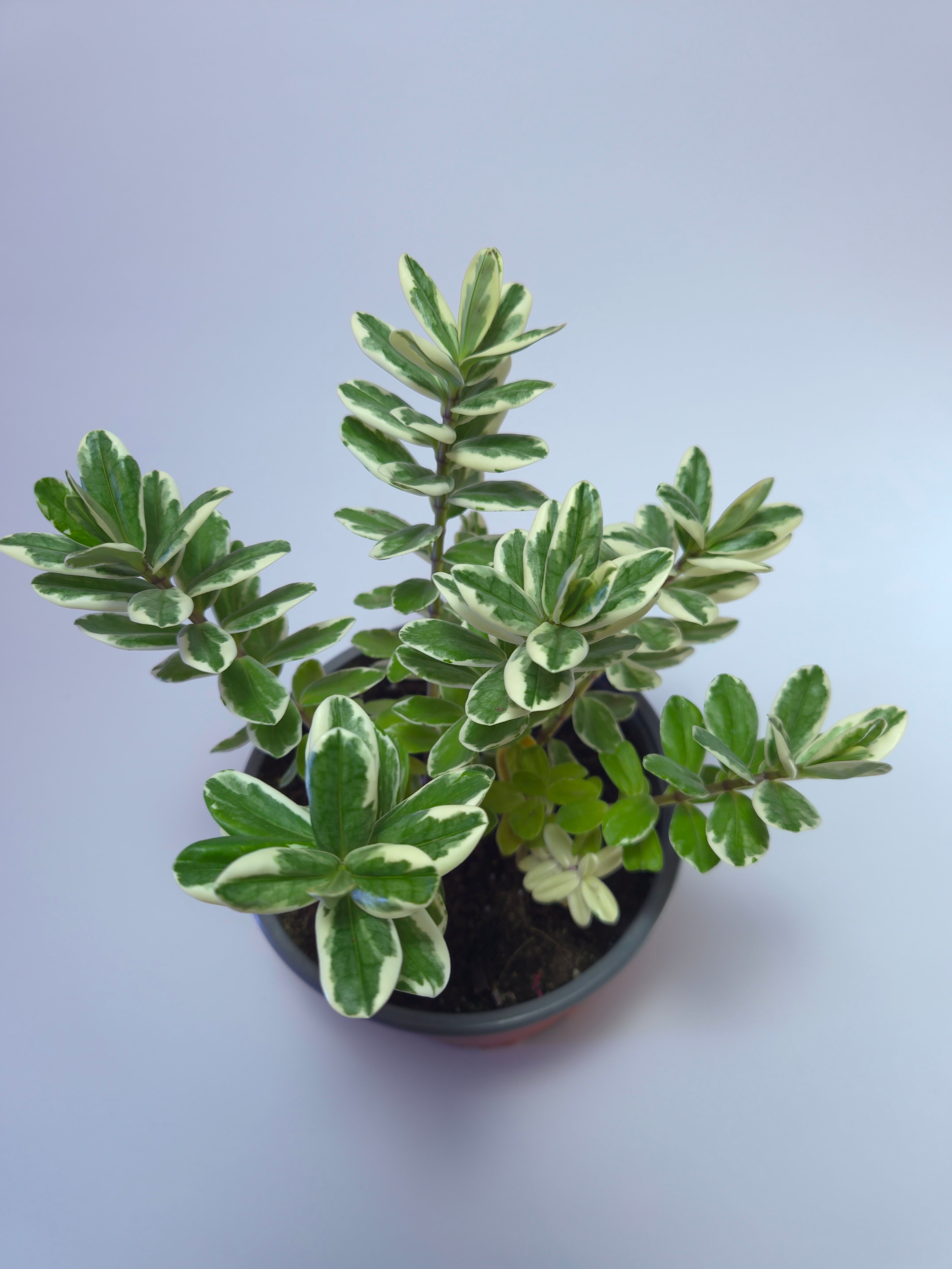 Veronica Variegada