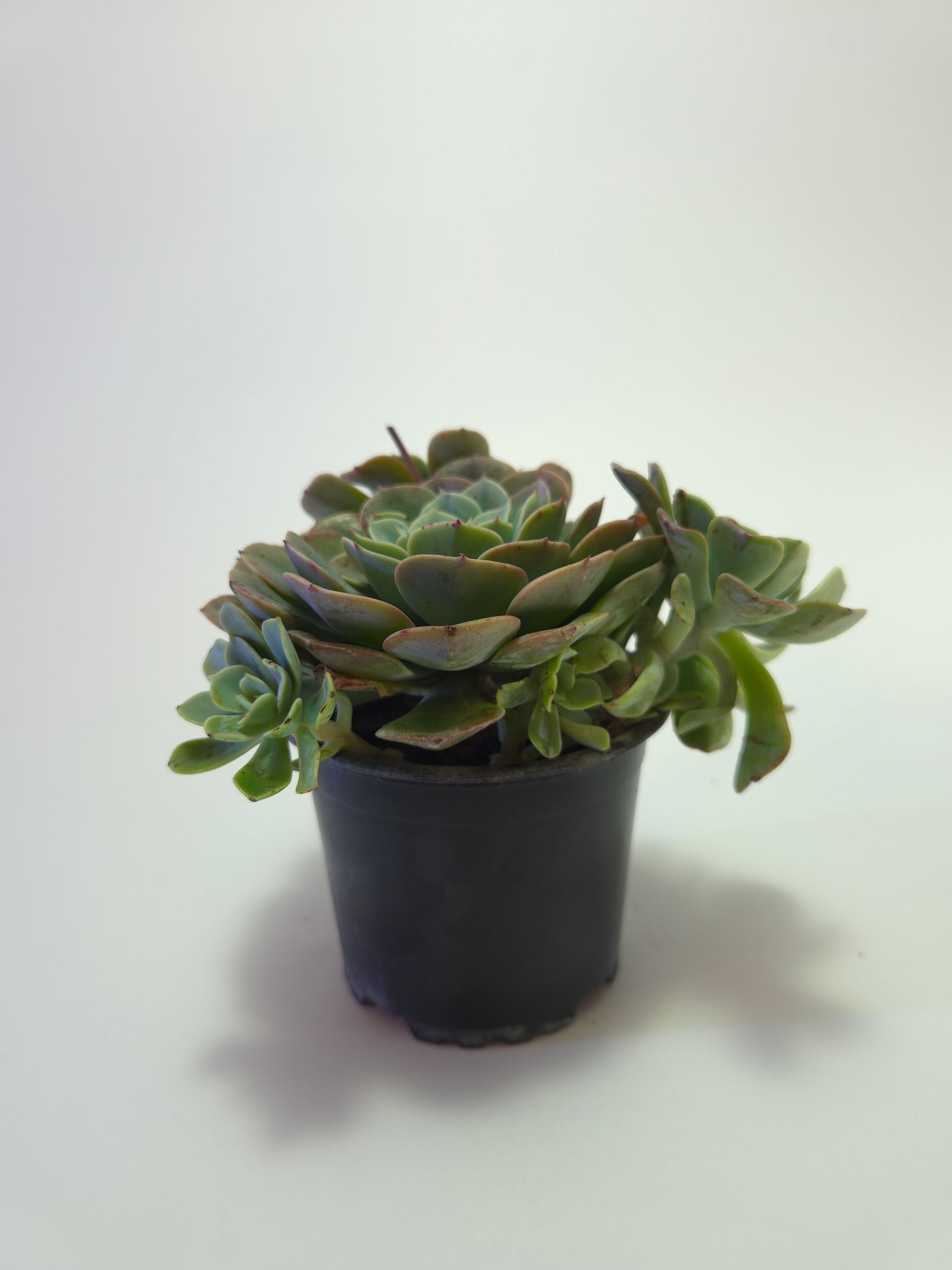 Echeveria Elegans
