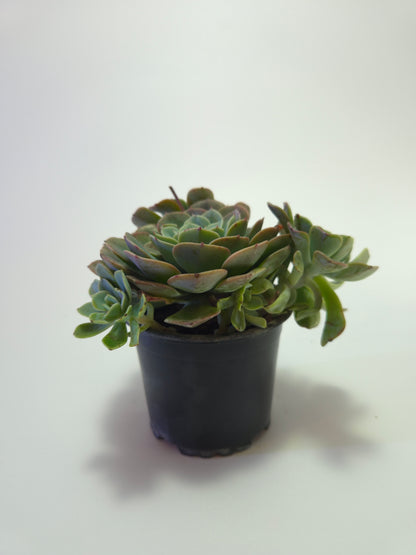 Echeveria Elegans