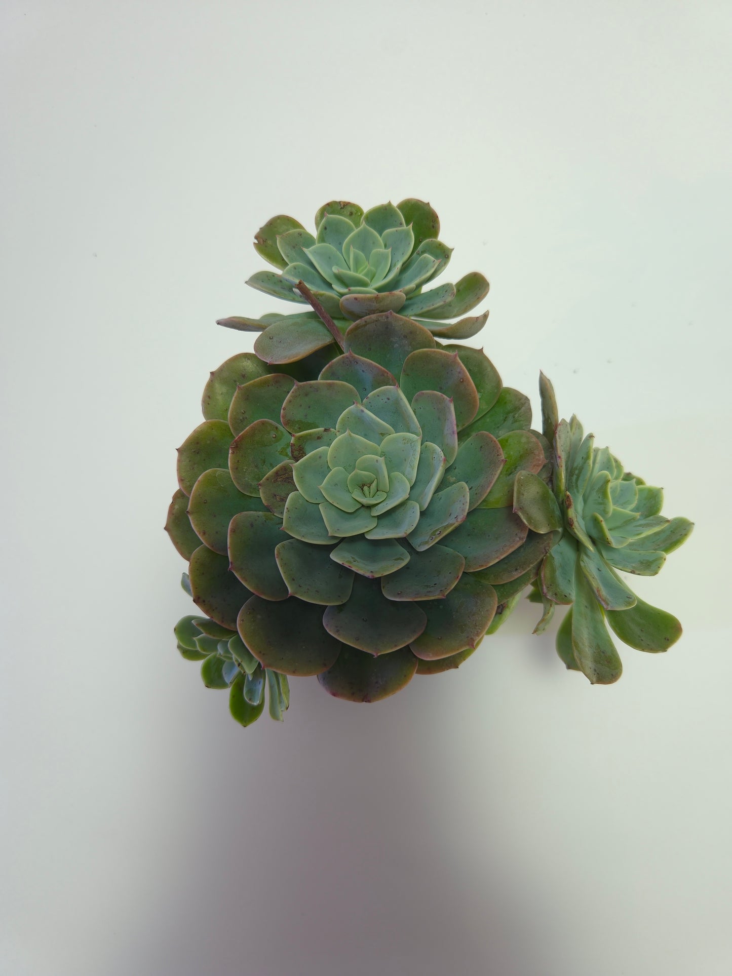 Echeveria Elegans