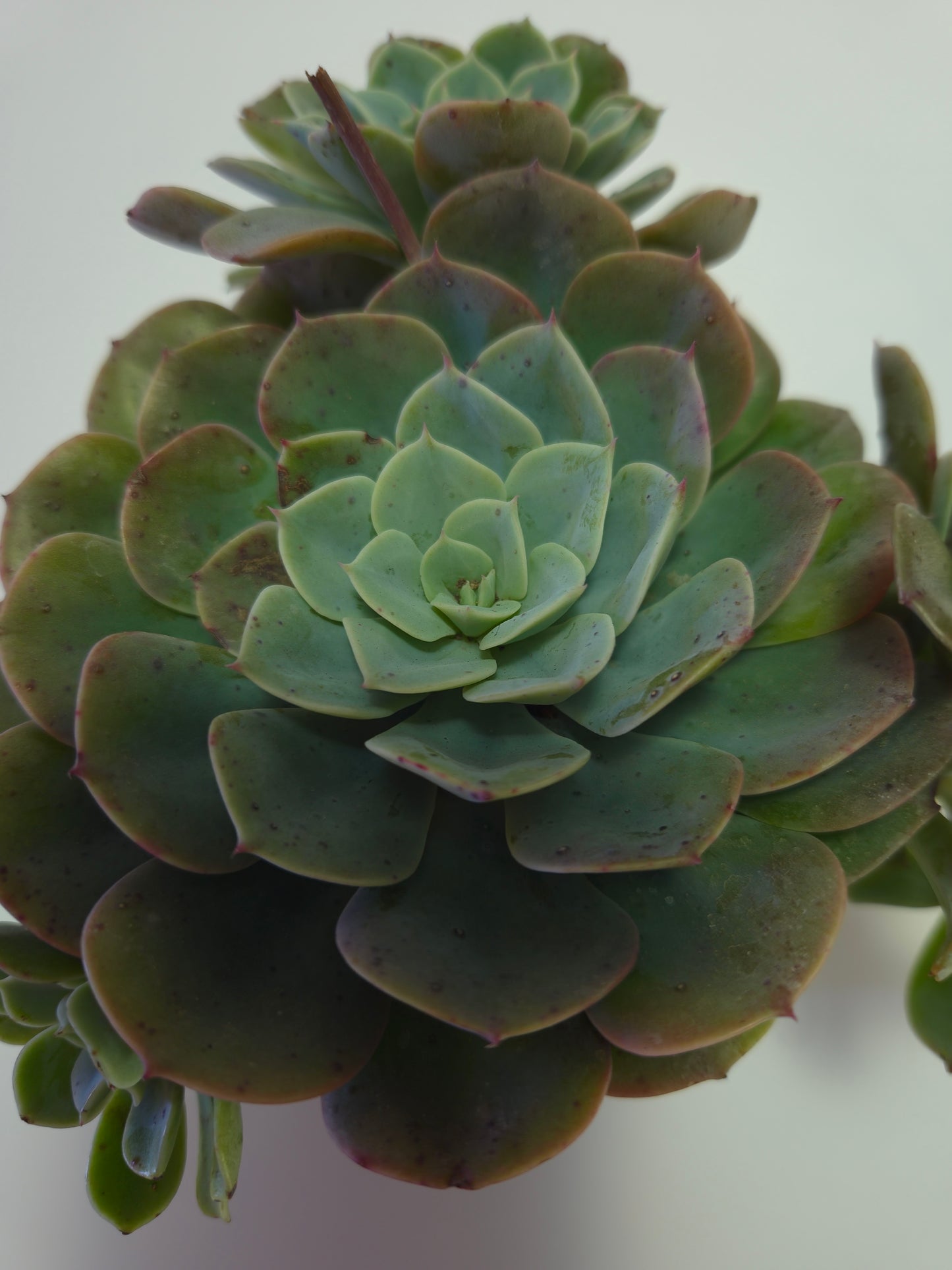 Echeveria Elegans