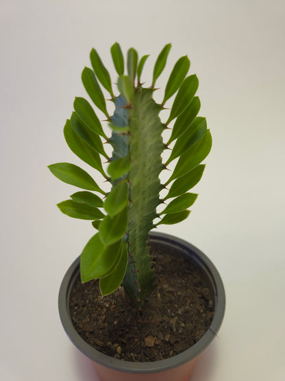 Cactus euphorbia candelabro mini