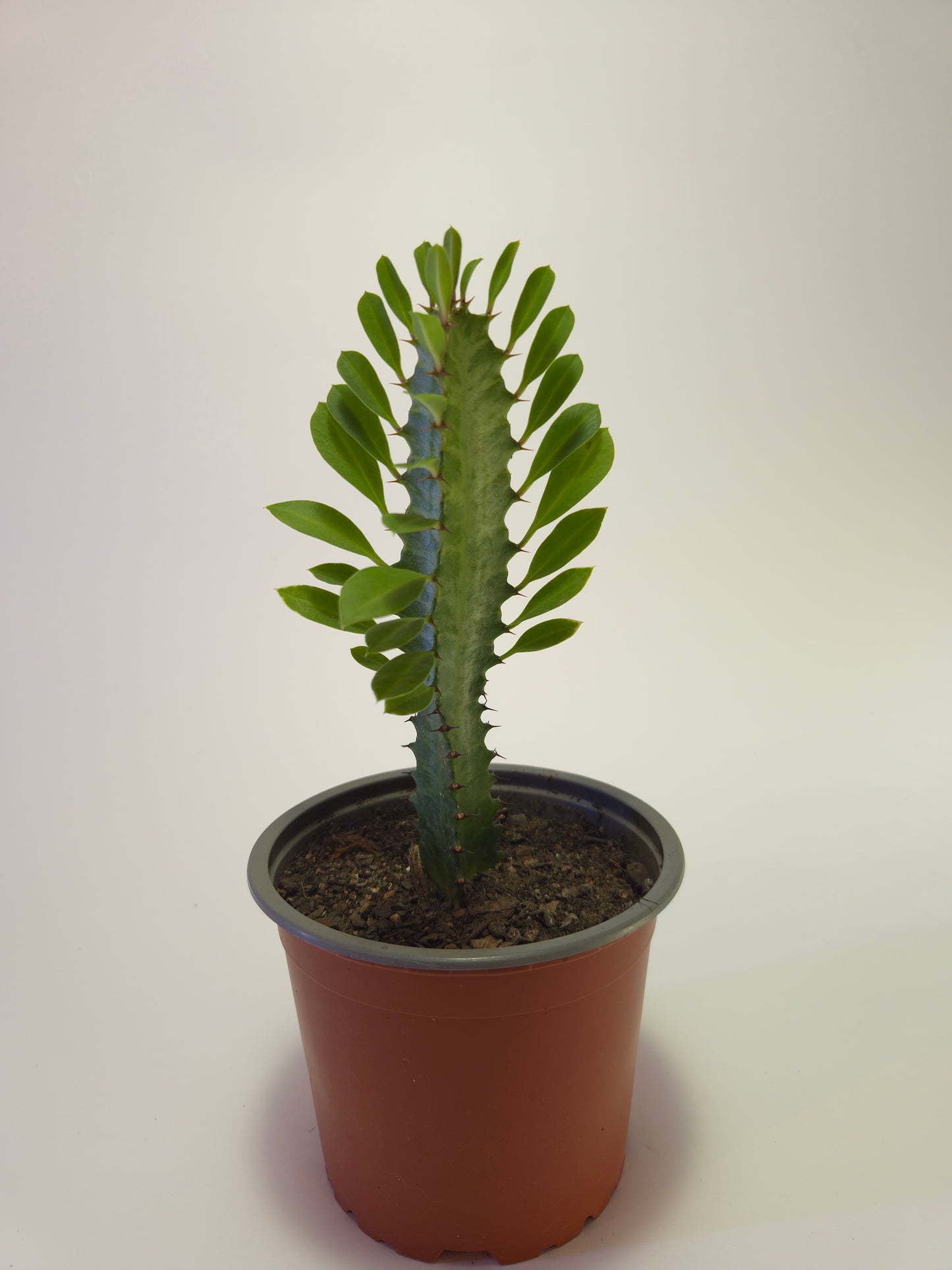 Cactus euphorbia candelabro mini