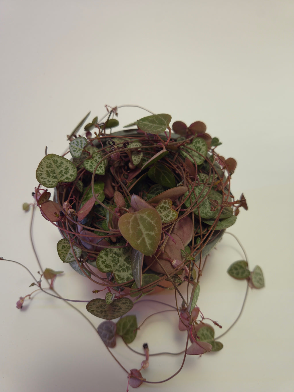 Ceropegia woodii