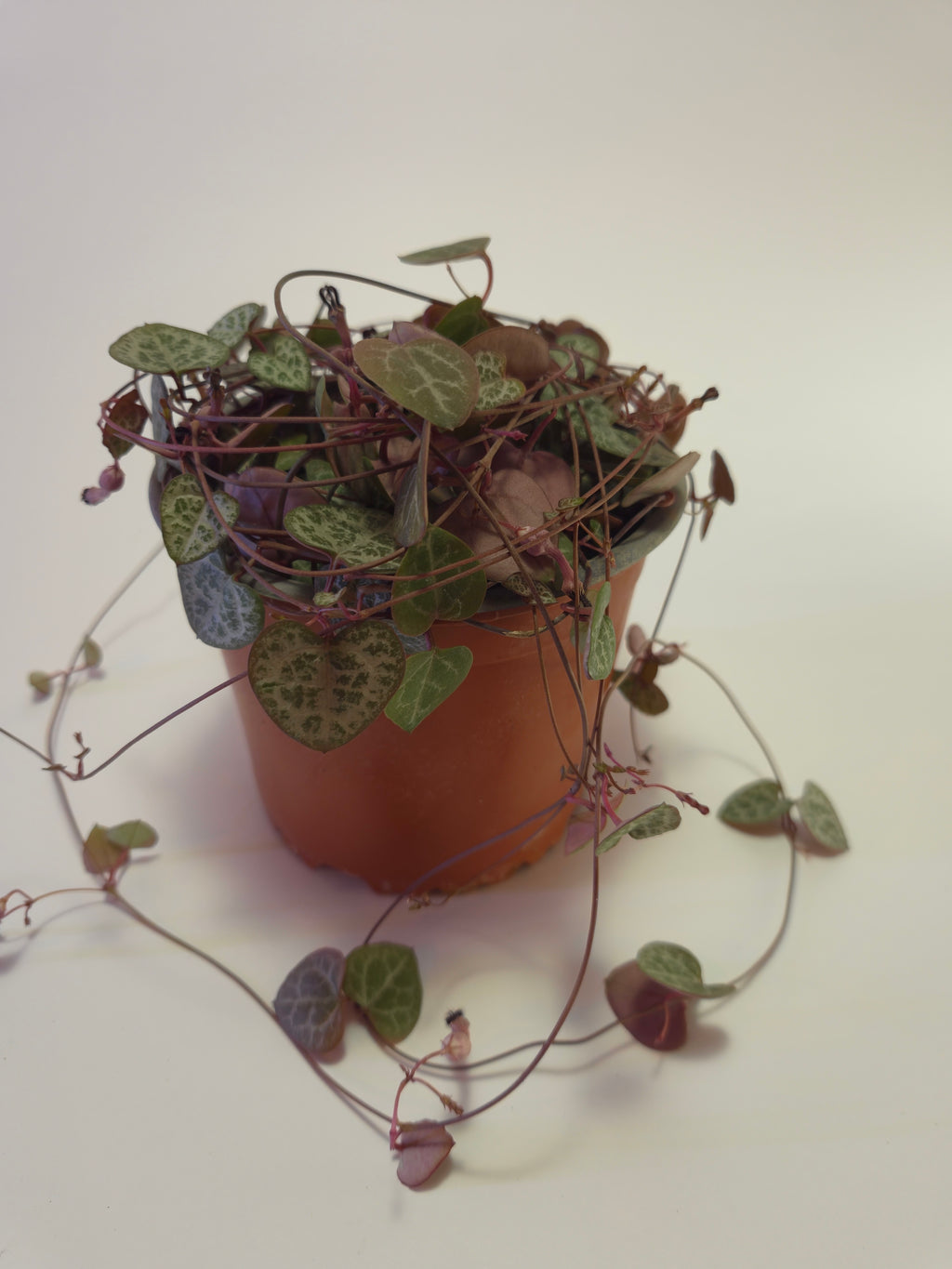 Ceropegia woodii