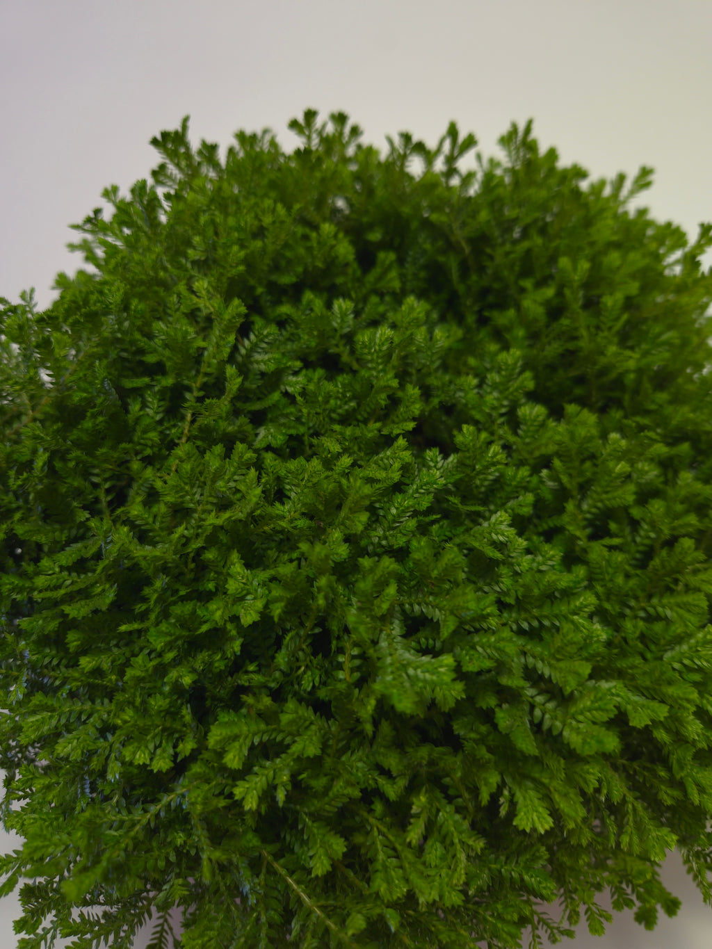 Helecho  Selaginella