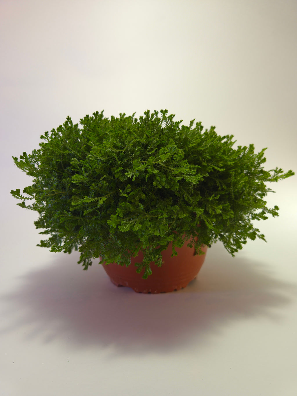 Helecho  Selaginella