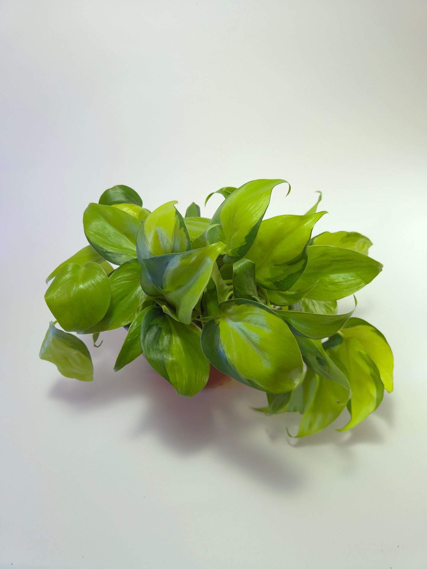 Cordatum Brasil grande