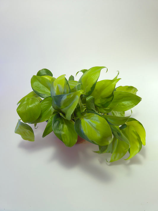 Cordatum Brasil grande