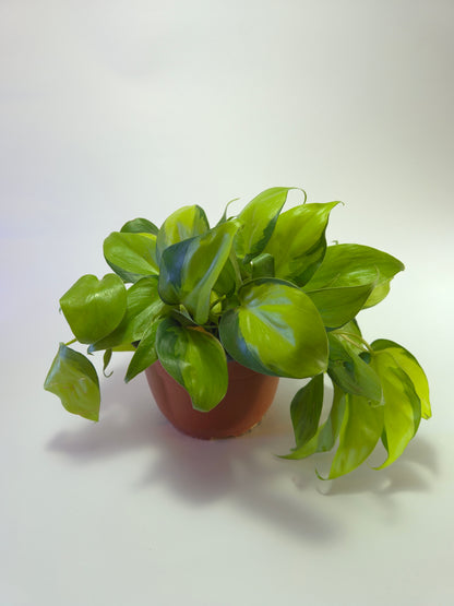 Cordatum Brasil grande